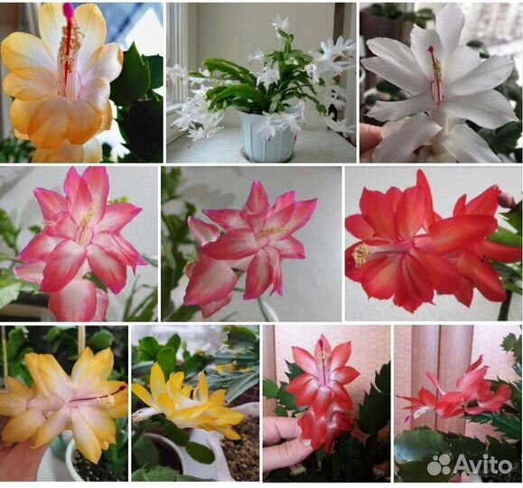 Шлюмбергеры разные, сортовые