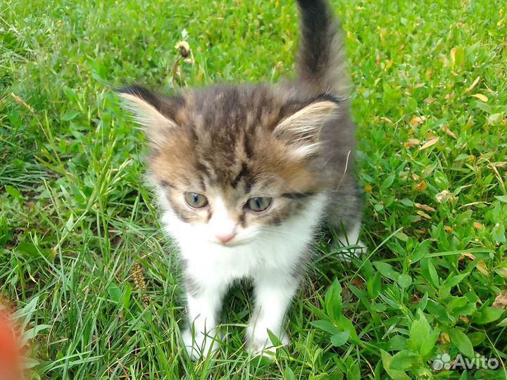 Котята