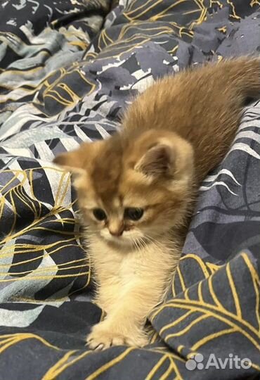 Рыжая шиншилла котенок