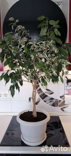Фикусы/Драцена большие Twilait/Kinky/Danielle