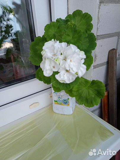 Пеларгония герань