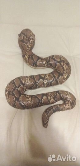 Новые мягкие змейки,2т, коричневая как настоящая