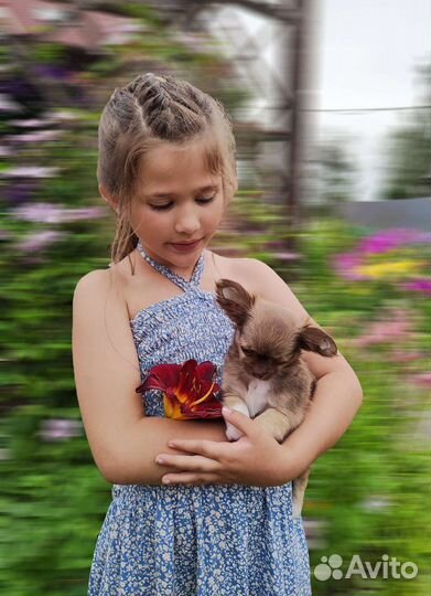 Супер мини и стандарт чихуашки