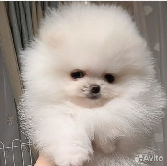 Померанский шпиц