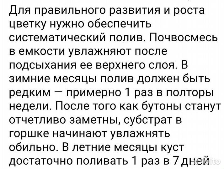 Комнатные цветы кливия