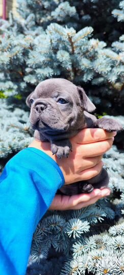 Мальчик французский бульдог