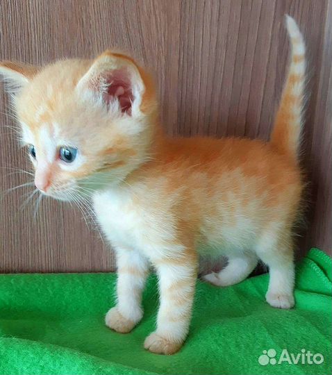 Котёнок девочка в добрые руки