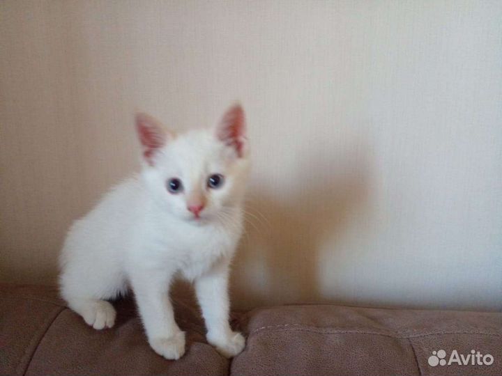 Котик беленький