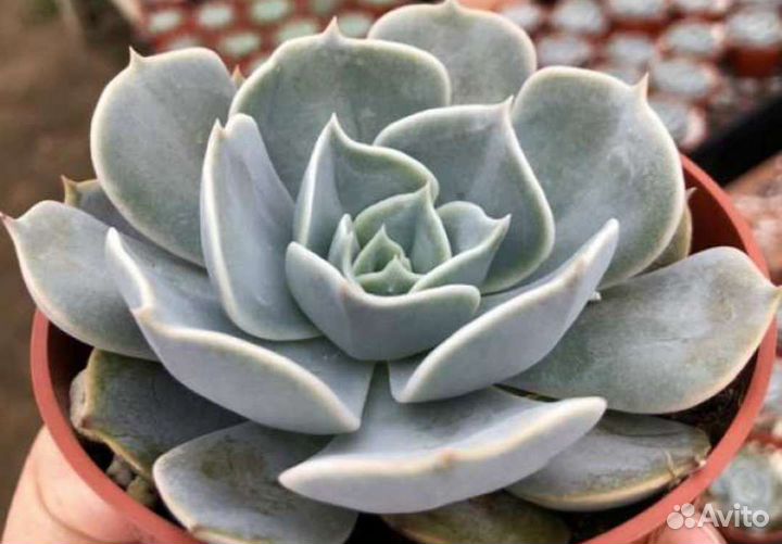 Сочные и красочные суккуленты