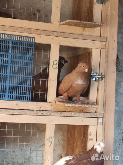 Продажа голубей