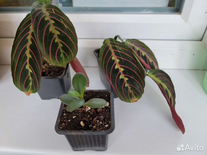 Денежное дерево толстянка, маранта