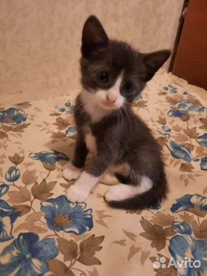 Кошки в добрые руки бесплатно