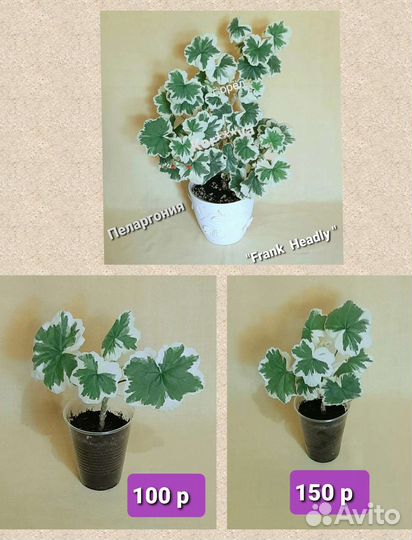 Сортовые пеларгонии, душистая герань