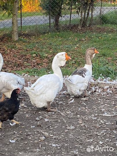 Холмогорские гуси