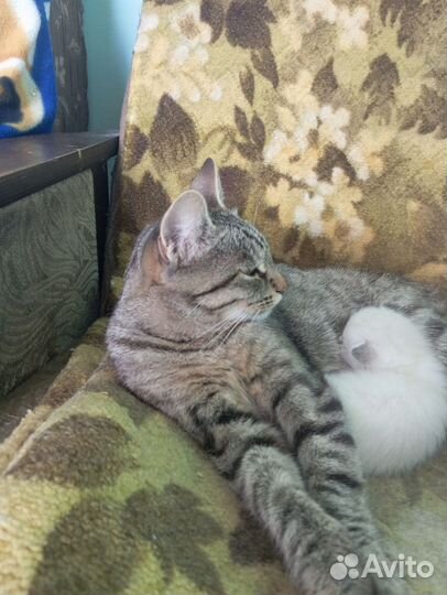 Кошка с катенком