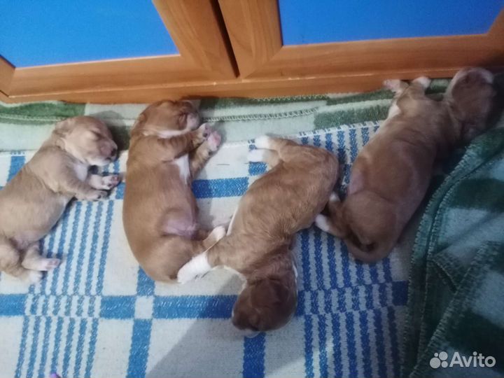 Щенки спаниель