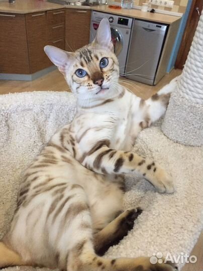 Бенгальская кошечка окраса линкс сГолубыми глазами