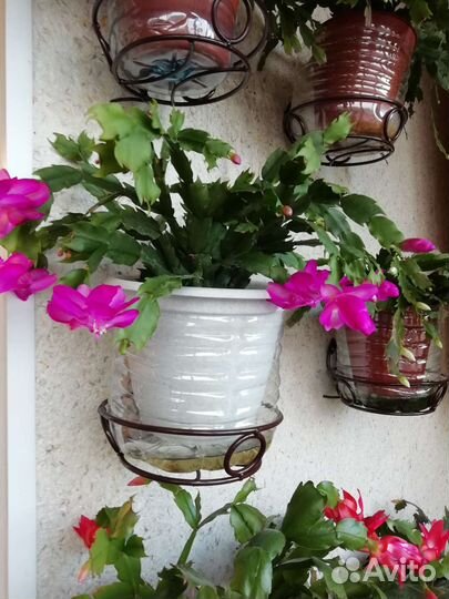 Стапелия, Декабрист шлюмбергера микс