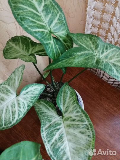 Сингониум и не только