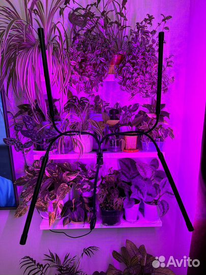 Фитолампа для растений