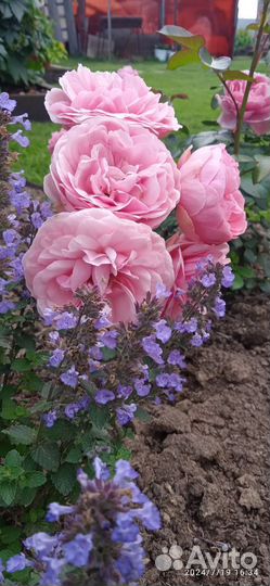 Услуги садовника свердловская область