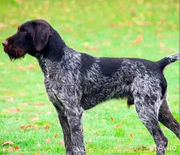 Собака дратхаар