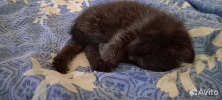 Черный котик Яша в добрые руки