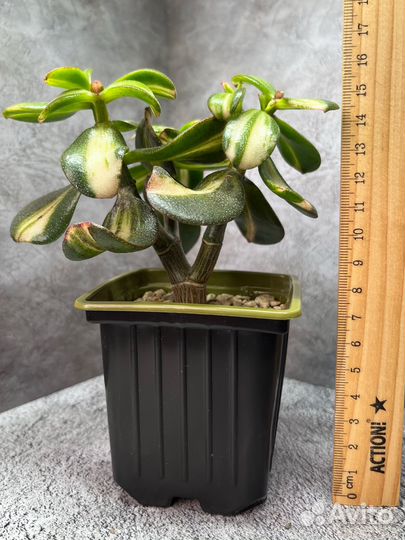 Древовидные крассулы