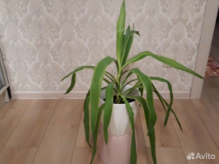 Пальма юкка