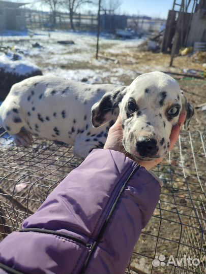 Щенки далматина