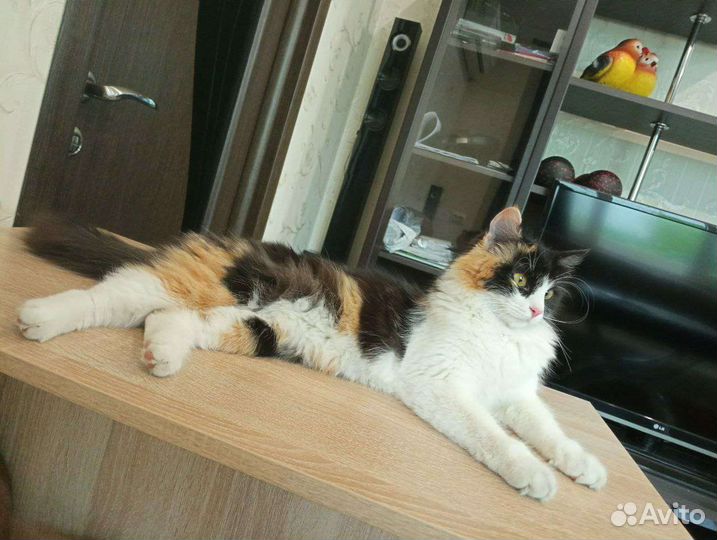 Кошечка потерялась