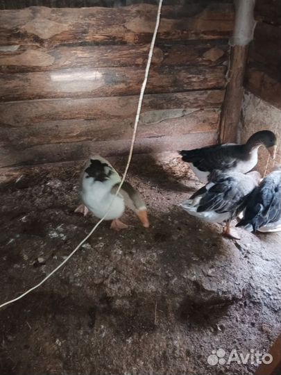 Продам гусей