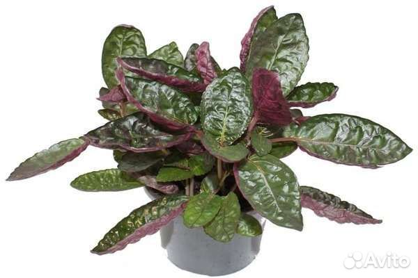 Комнатные цветы растение гемиграфис