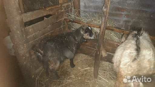 Продам козлят