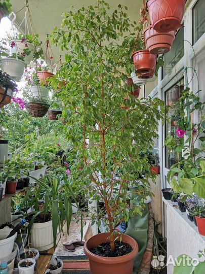 Фикус бенджамина