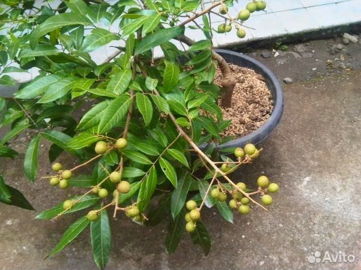 Лонган сеянец