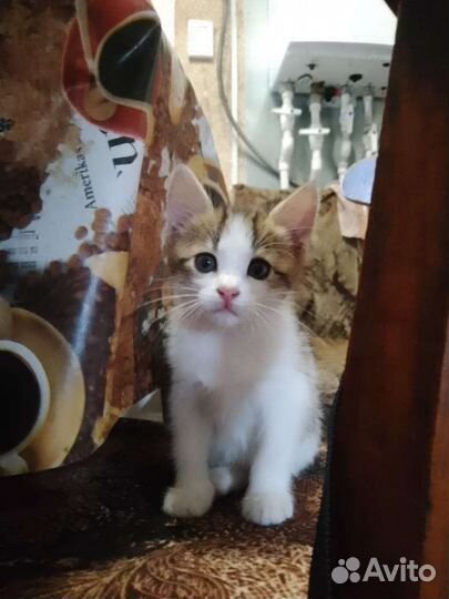 Кошка бесплатно