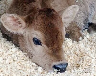 Здоровые телята различных пород – выбирайте с умом