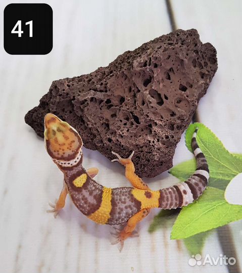 Эублефар. Леопардовый геккон