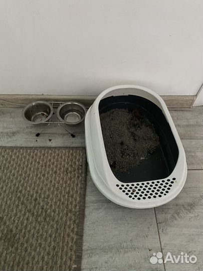 Кошечка в дар бесплатно с домиком и едой и лотком