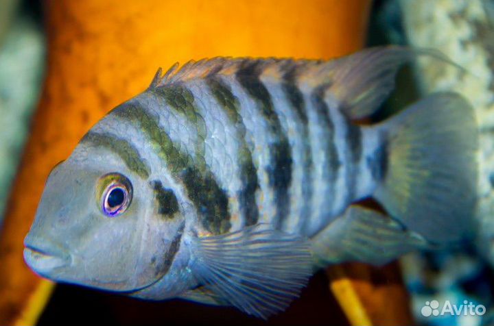 Аквариумные рыбки