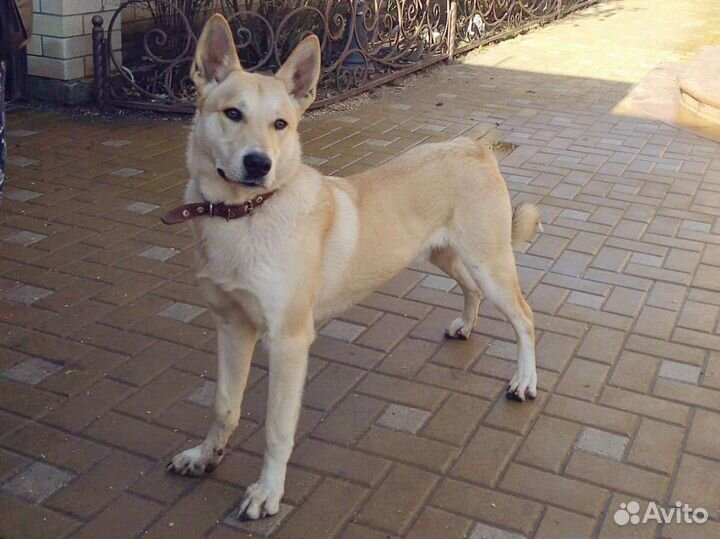 Молодой кобель, фенотип лайки, ищет дом