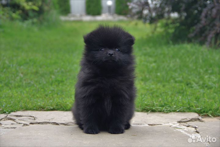 Девочка шпица черная