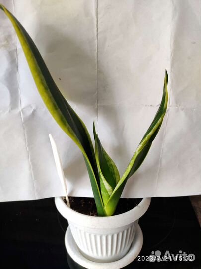 Сансевиерия mid night shine