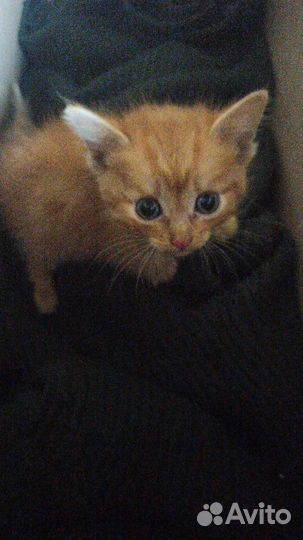 Рыжий котенок в добрые руки бесплатно