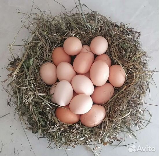 Домашние куриные яйца