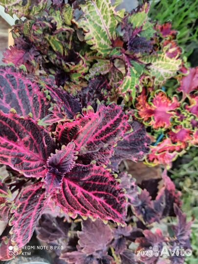 Колеусы вегетативные