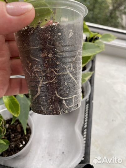 Фикус бенджамина