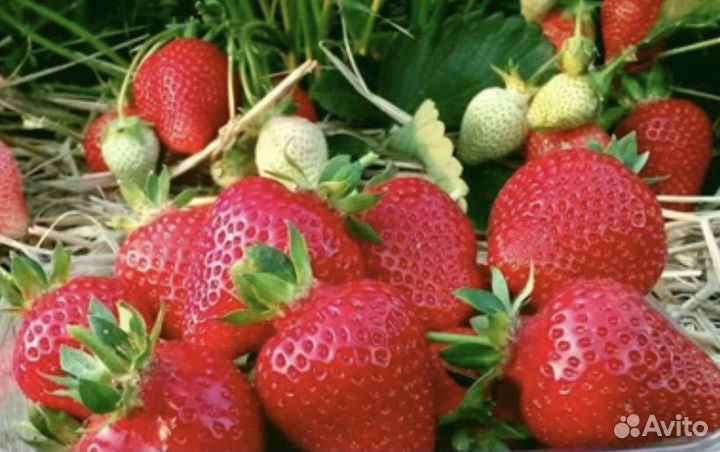 Рассада клубники альба