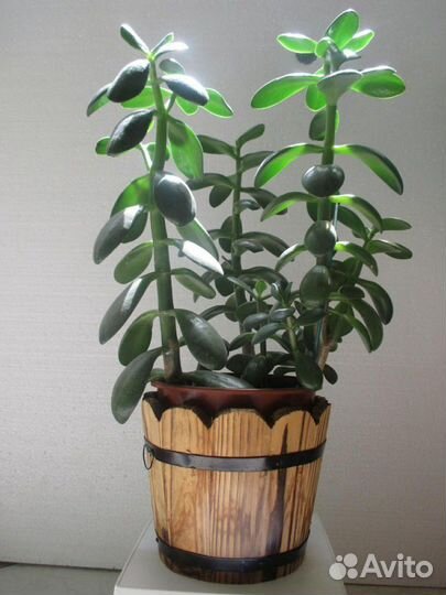 Суккуленты